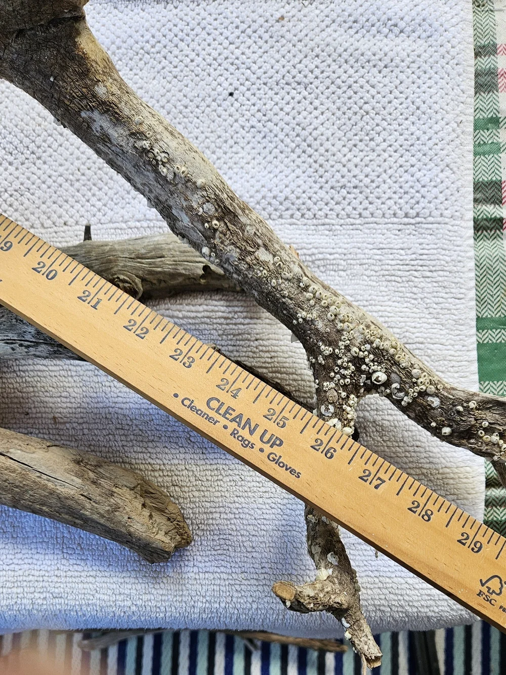 Natural Driftwood Decorative Accent - Neutral Brown #10